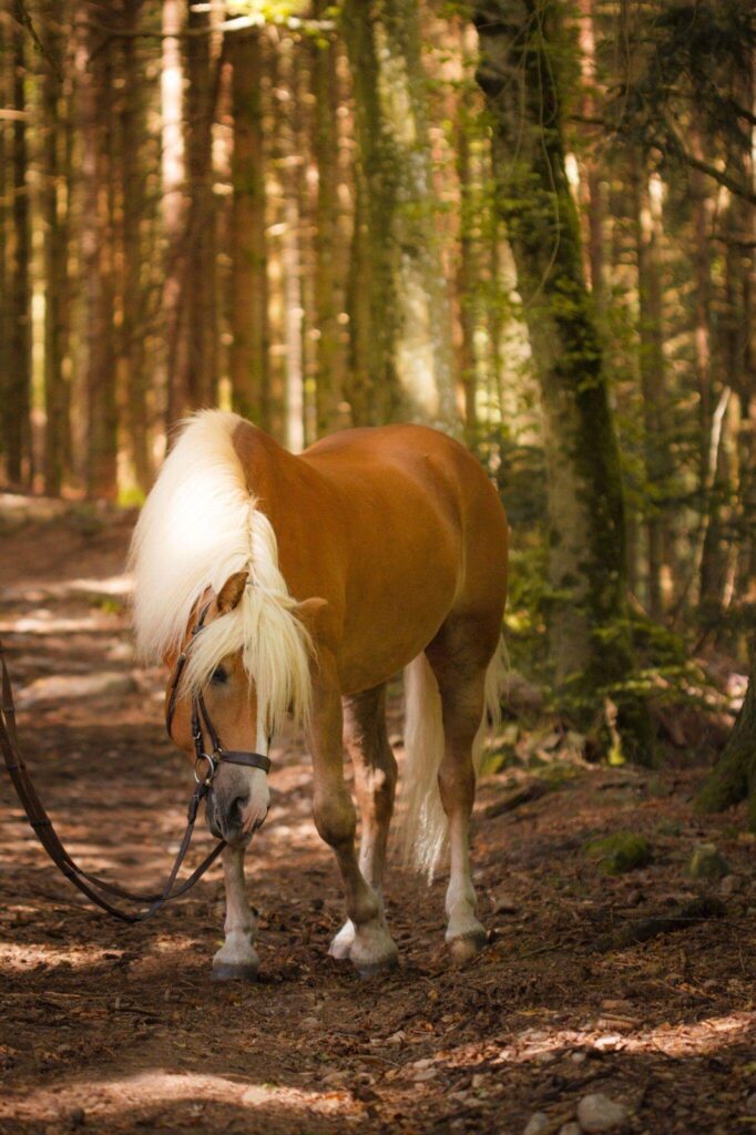 Haflingerpferd auf Waldweg bei schönem Herbstlicht